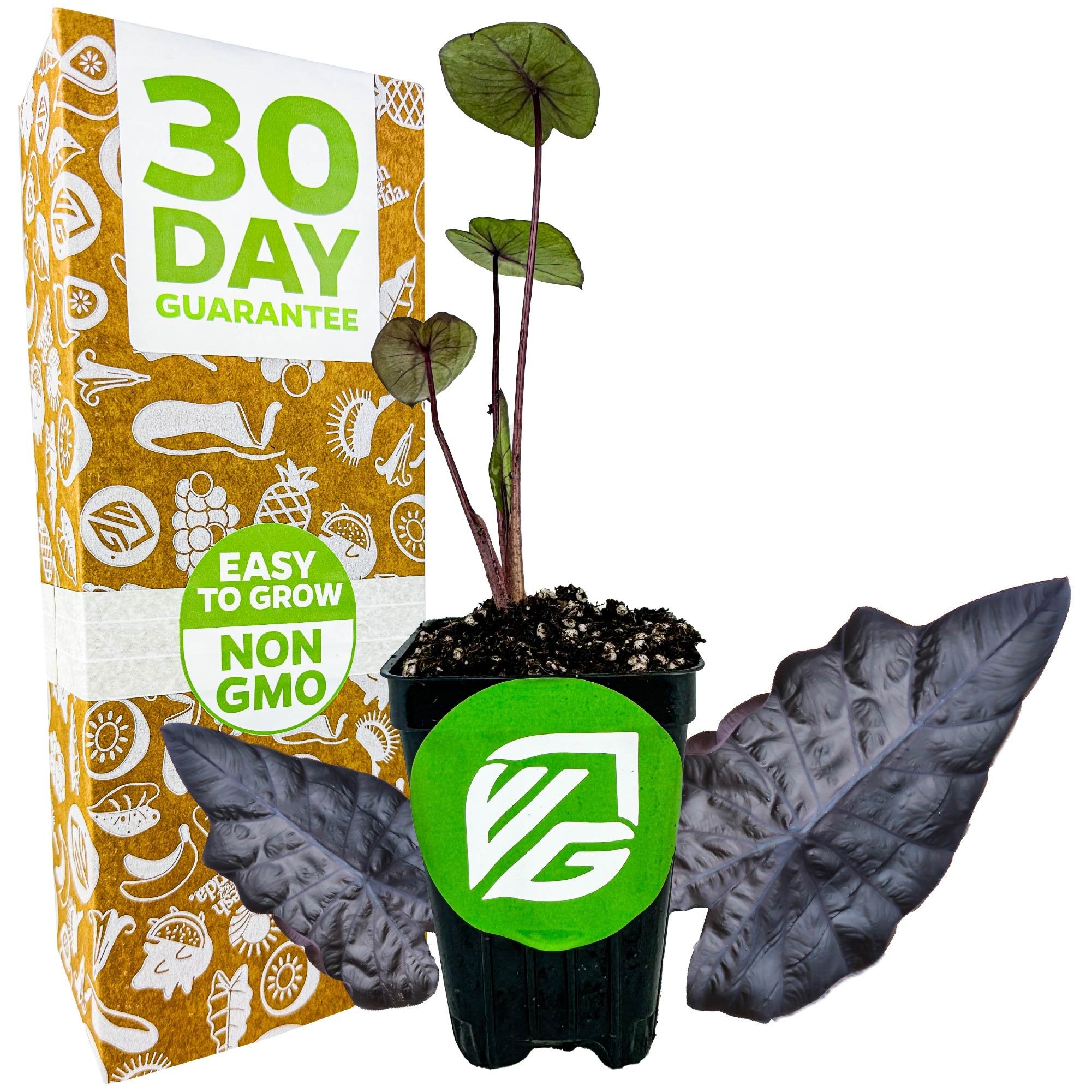 The Wellspring Gardens Black Ripple Elephant Ear (Puckered Up) – Colocasia, with its dark green and purple leaves, is shown before a box labeled "30 Day Guarantee" and "Easy to Grow Non GMO," with two large leaves beside the pot.