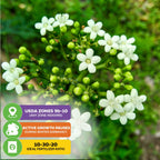 Close-up of Mayan Spinach (Chaya, Cnidoscolus aconitifolius) by Wellspring Gardens—small white flowers with a blurred green background. Ideal for edible or butterfly gardens. USDA zones 9b–10; winter dormant; use 10-30-20 fertilizer.