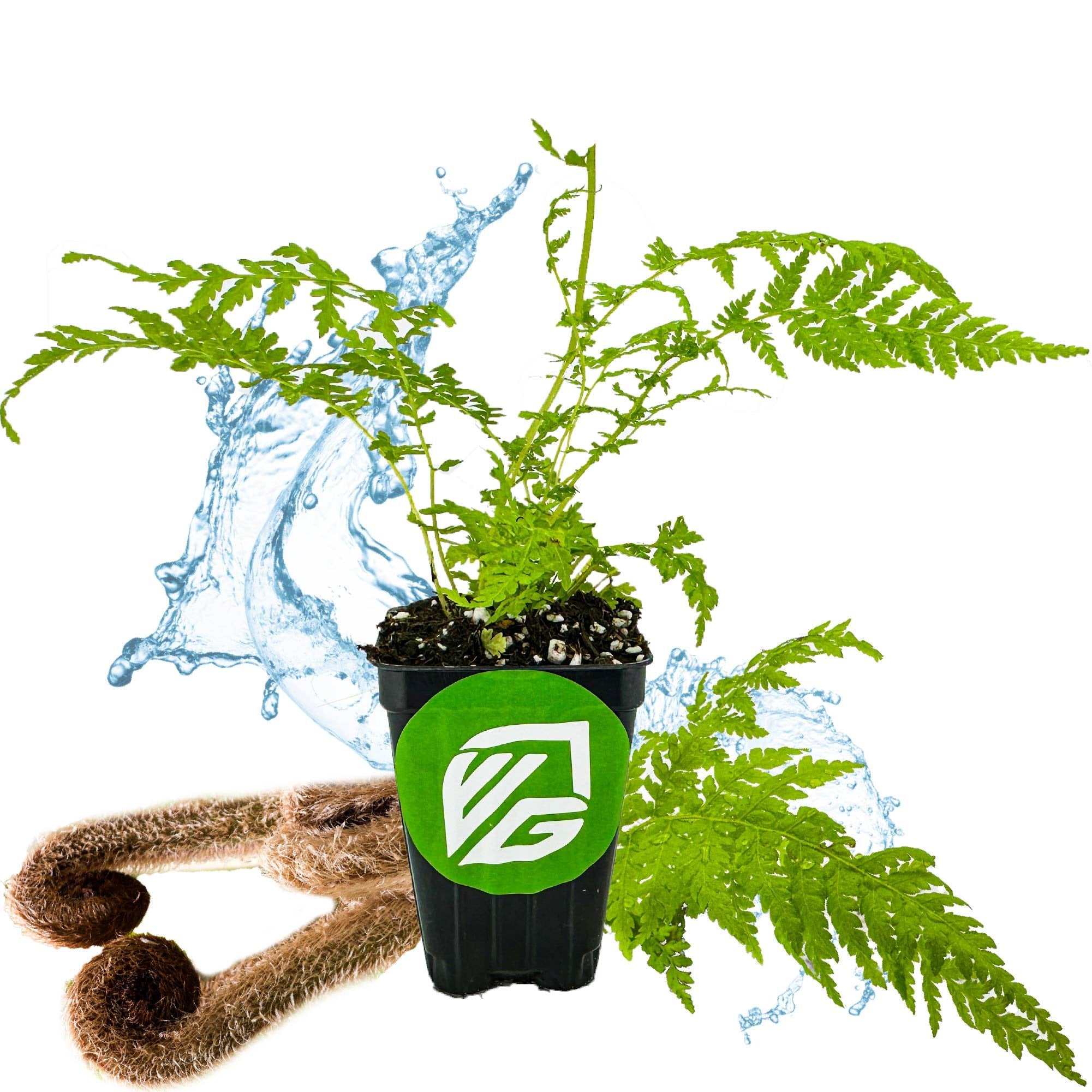 The Wellspring Gardens Australian Tree Fern (Cyathea cooperi) is pictured in a pot with a green and white logo, curled brown fiddleheads, and water splashes against a white background. Perfect for adding lush shade to your garden.