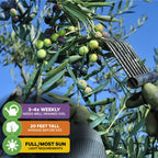 A person uses a metal rake to harvest Arbequina olives from the Olea europaea tree by Wellspring Gardens. Care tips: water 3-4x weekly, grows up to 20 ft, thrives in full/mostly sunny spots with well-drained soil.
