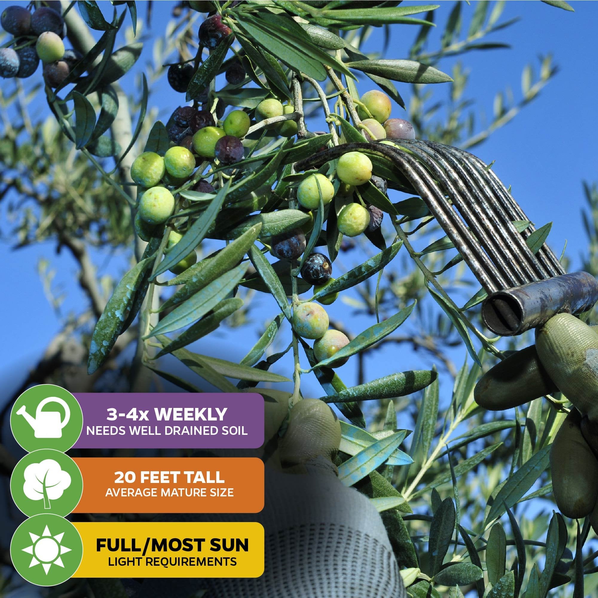 A person uses a metal rake to harvest Arbequina olives from the Olea europaea tree by Wellspring Gardens. Care tips: water 3-4x weekly, grows up to 20 ft, thrives in full/mostly sunny spots with well-drained soil.