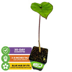 The Wellspring Gardens Blue Hawaii Elephant Ear (Colocasia) is a small potted plant with one green, heart-shaped leaf with blue/purple veins that deepen in sun. Arrives 3-8" tall, thrives in boggy areas, and includes a 30-day guarantee.