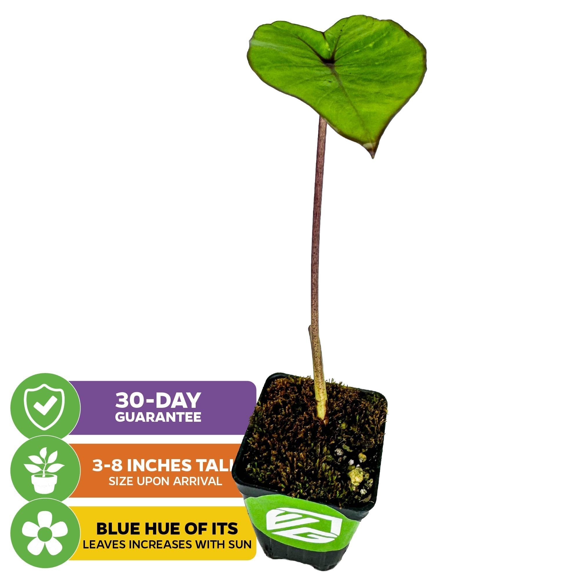 The Wellspring Gardens Blue Hawaii Elephant Ear (Colocasia) is a small potted plant with one green, heart-shaped leaf with blue/purple veins that deepen in sun. Arrives 3-8" tall, thrives in boggy areas, and includes a 30-day guarantee.