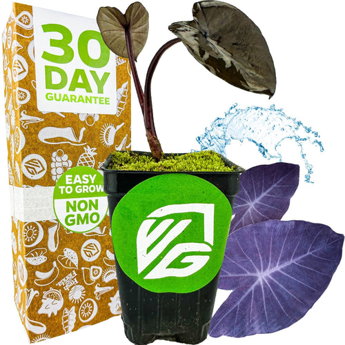 A small potted Black Magic Elephant Ear (Colocasia esculenta) from Wellspring Gardens, with striking dark purple leaves, sits in front of a 30 Day Guarantee box. The pot features a green logo and an Easy to Grow, Non-GMO sticker.
