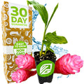 A small potted Hot Pink Ginger - Alpinia purpurata by Wellspring Gardens sits beside a box labeled 30 Day Guarantee, Easy to Grow, and Non GMO. Lush green leaves, tropical flowers, and water splashes accent the vibrant background.