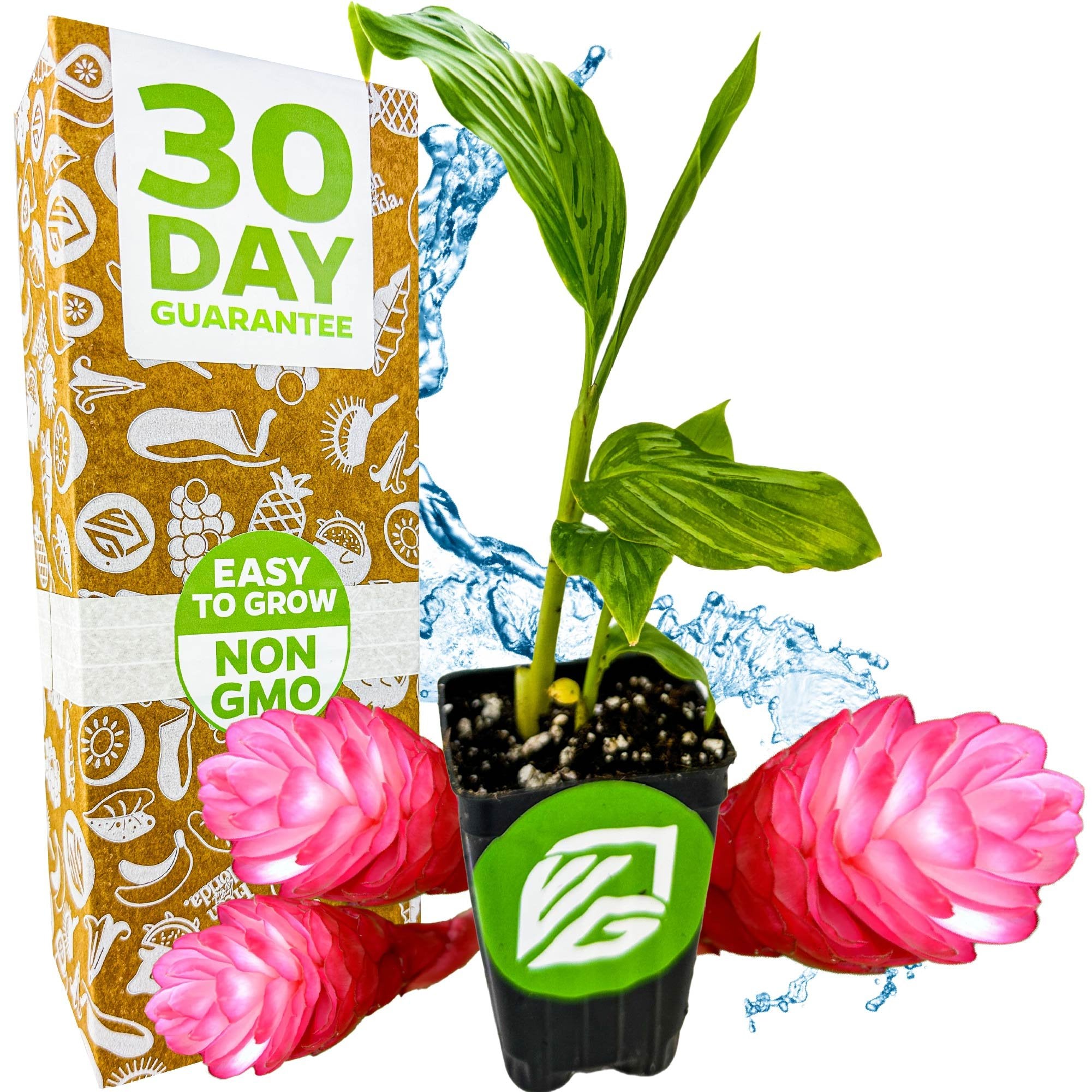 A small potted Hot Pink Ginger - Alpinia purpurata by Wellspring Gardens sits beside a box labeled 30 Day Guarantee, Easy to Grow, and Non GMO. Lush green leaves, tropical flowers, and water splashes accent the vibrant background.