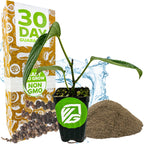 A Wellspring Gardens Black Pepper (Piper nigrum) seedling in a small pot with a green logo, surrounded by soil, peppercorns, water splash, and a box labeled "30 Day Guarantee, Easy to Grow, Non-GMO.