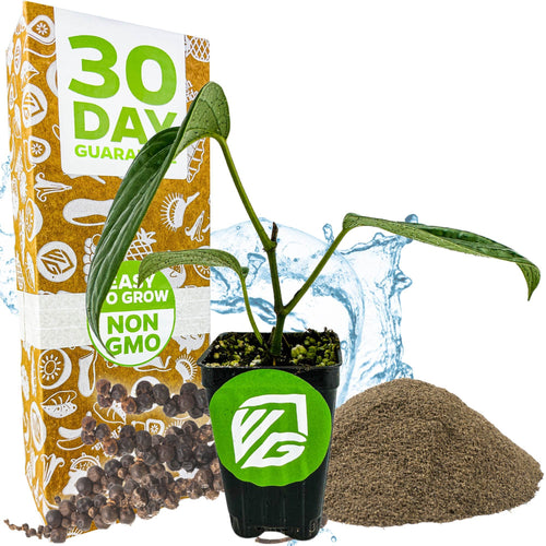 A Wellspring Gardens Black Pepper (Piper nigrum) seedling in a small pot with a green logo, surrounded by soil, peppercorns, water splash, and a box labeled "30 Day Guarantee, Easy to Grow, Non-GMO.