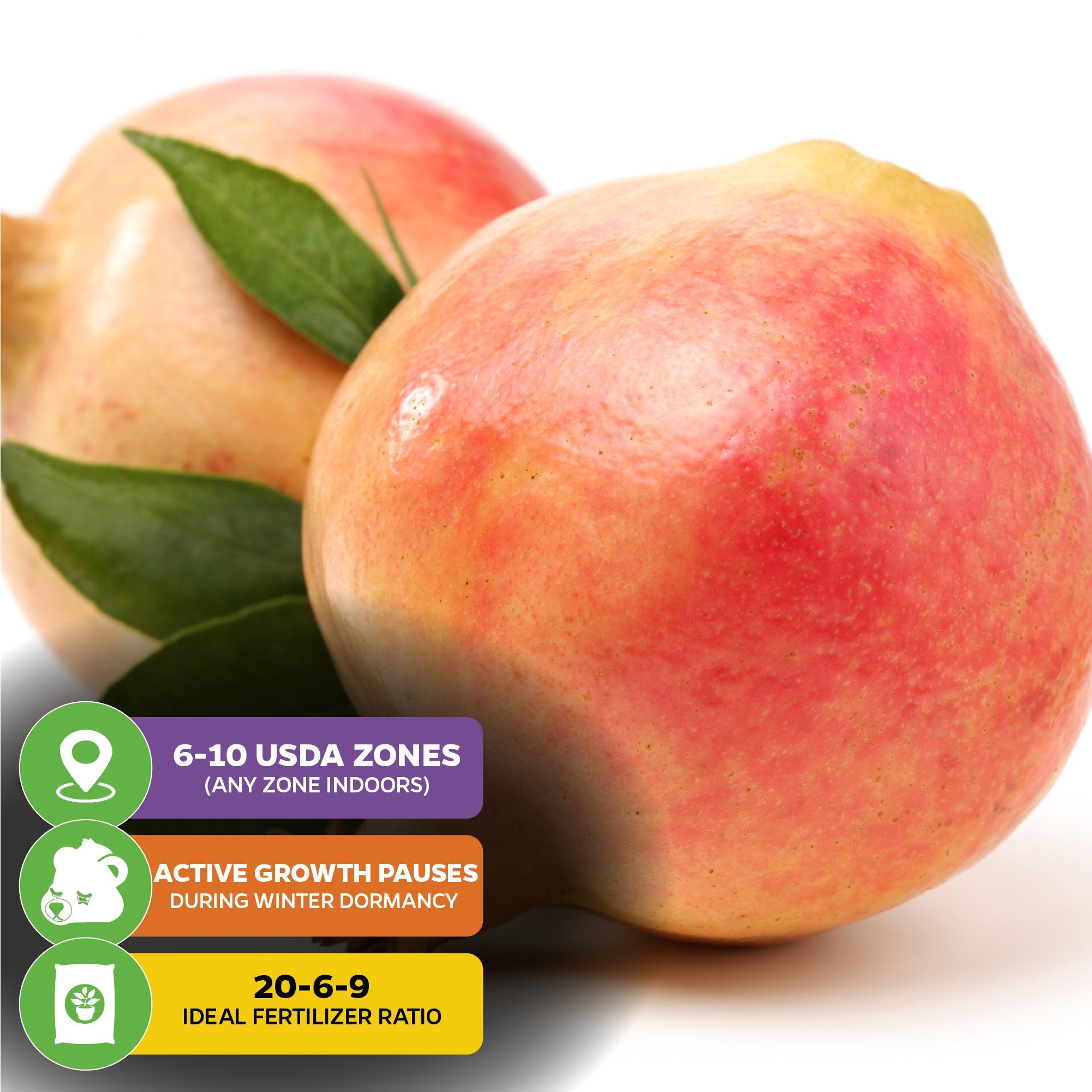 Two Sirenevyi Pomegranates (Punica granatum) by Wellspring Gardens with green leaves are shown. Icons note: USDA zones 6–10, winter dormancy, and use 20-6-9 fertilizer—ideal for container growing this variety.