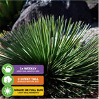 The Wellspring Gardens Gemini Agave (Agave Geminiflora) is a spiky, round green plant for indoors or outdoors. Water weekly, drought tolerant, grows 2–3 ft tall, and thrives in shade or full sun.
