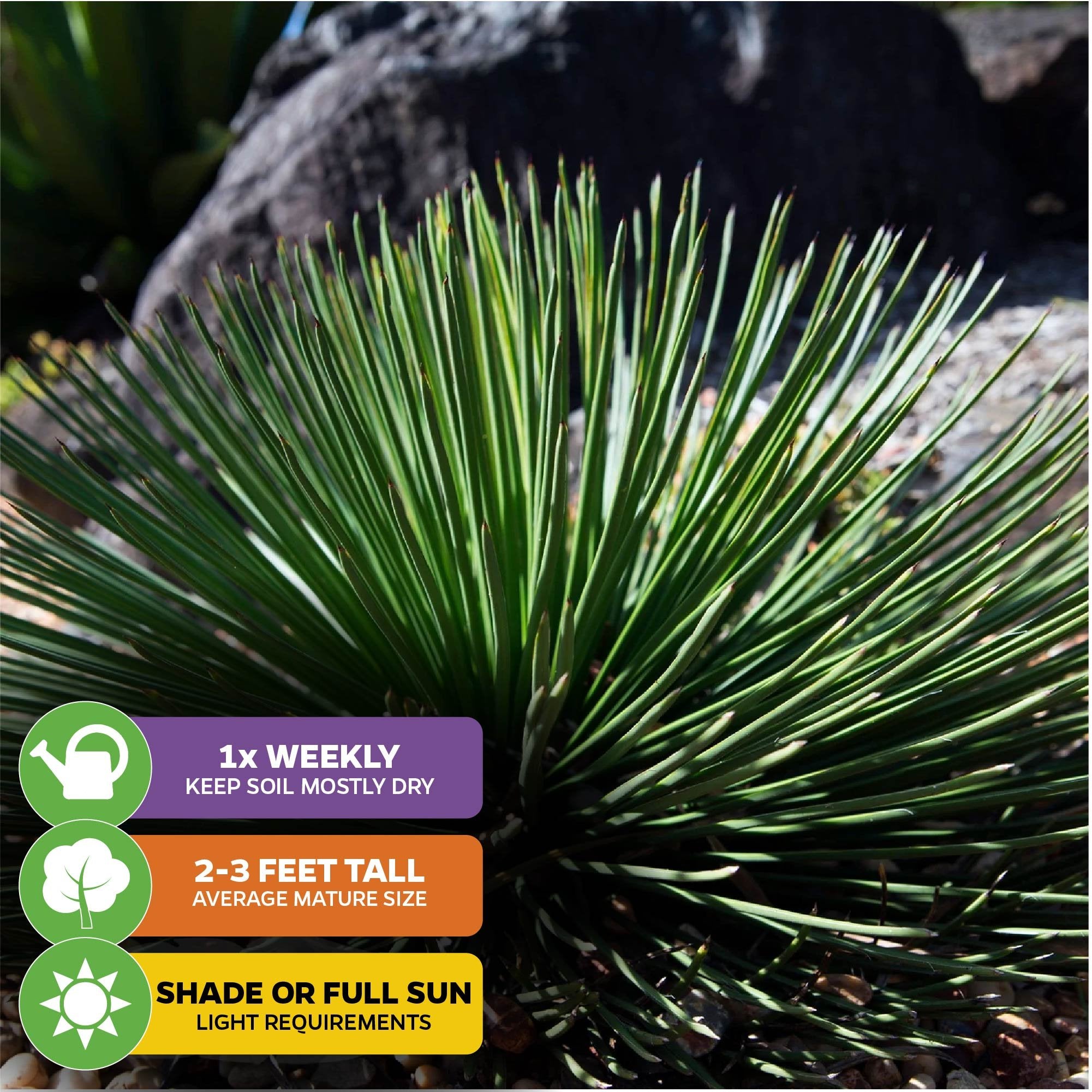 The Wellspring Gardens Gemini Agave (Agave Geminiflora) is a spiky, round green plant for indoors or outdoors. Water weekly, drought tolerant, grows 2–3 ft tall, and thrives in shade or full sun.