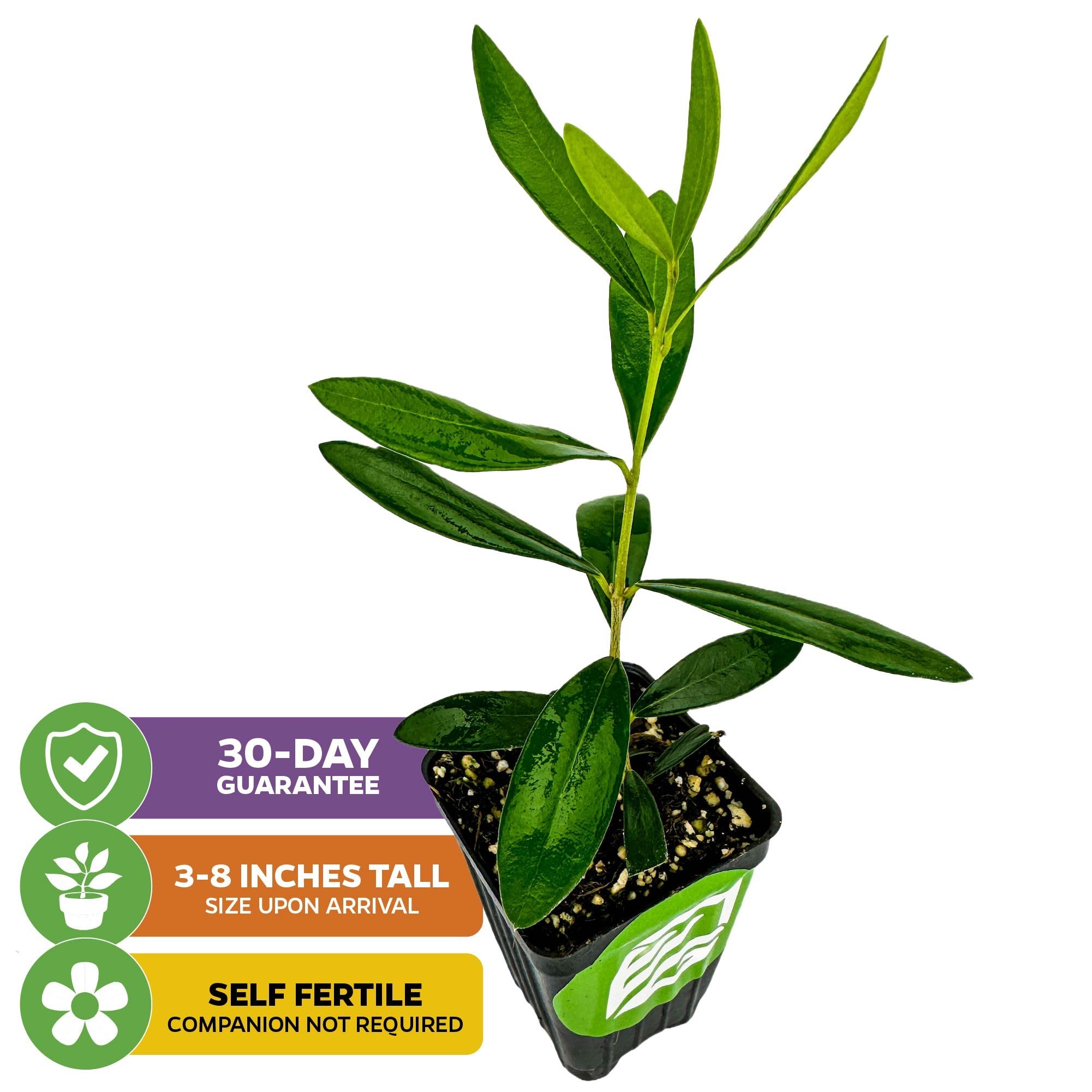 Leccino Olive Tree - Olea europaea – Wellspring Gardens