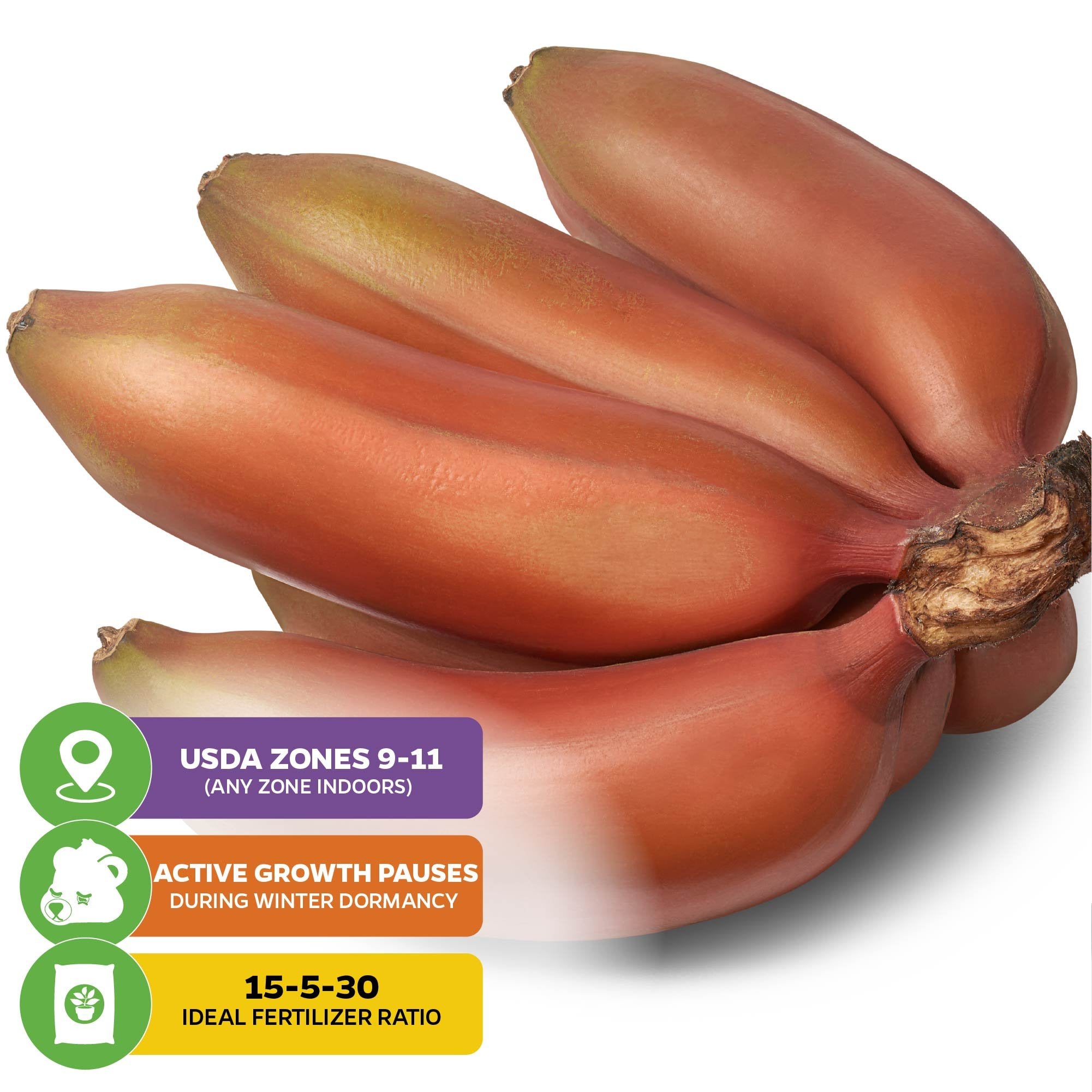 A cluster of Wellspring Gardens' Cuban Red Dacca Banana (Premium Size) - Musa acuminata is shown with info boxes: USDA zones 9–11, winter dormancy halts growth, and ideal fertilizer ratio of 15-5-30—great for tropical gardens.