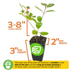 A young Trumpet Honeysuckle - Lonicera sempervirens in a small black pot is shown with labeled sizes: plant height 3-8", pot height 3", pot width 2". Plant size may vary by season and growth duration.