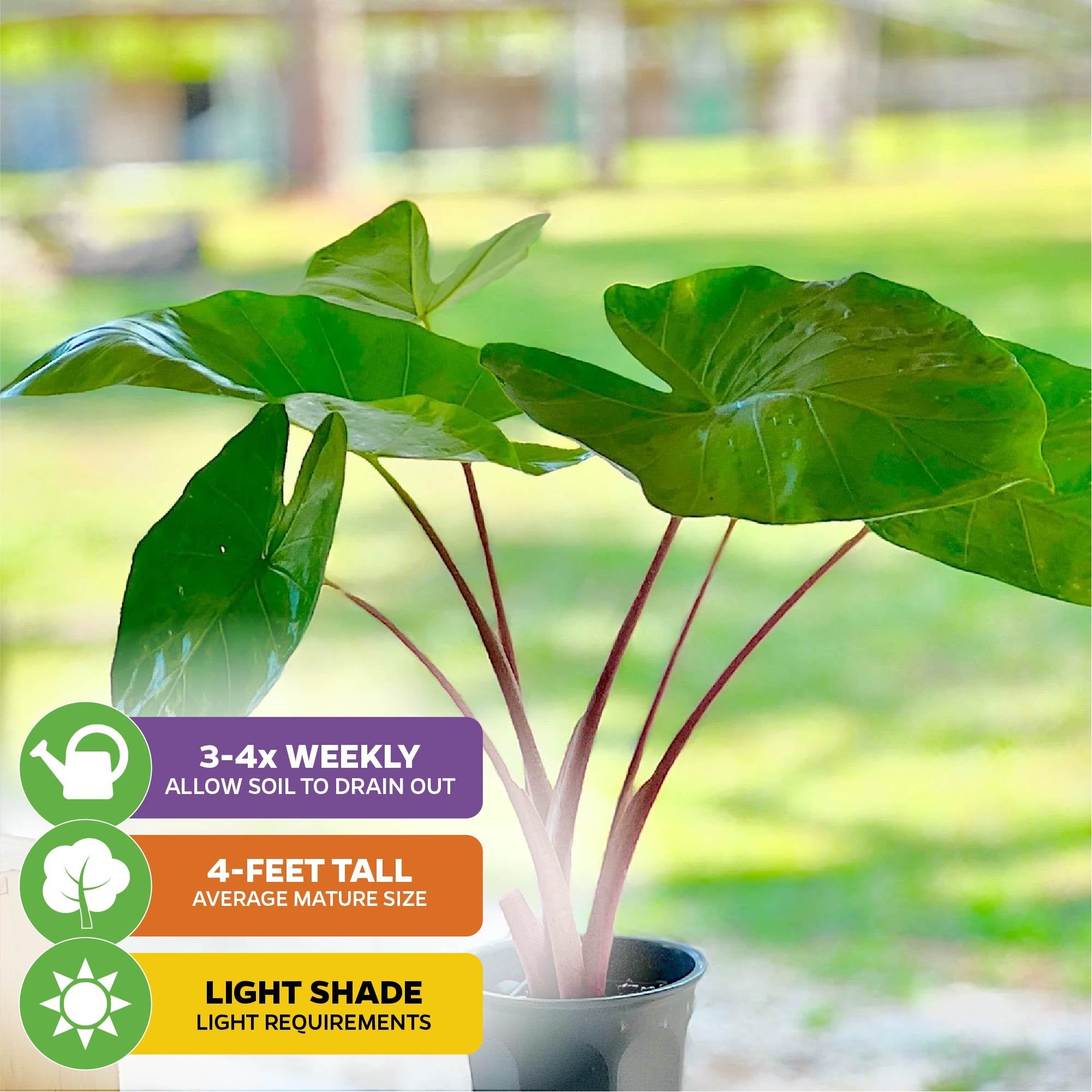 A Wellspring Gardens Imperial Red Elephant Ear - Alocasia with lush green leaves and red stems sits outdoors. Icons show care: water 3-4x weekly, grows up to 4 ft, prefers light shade. Blurred greenery forms the background.