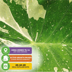 Close-up of a Wellspring Gardens Elepaio Elephant Ear Milky Way (Colocasia esculenta) leaf with Milky Way-like variegation. Icons show: USDA zones 7b–11, winter dormancy, and recommended 20-10-20 fertilizer ratio.