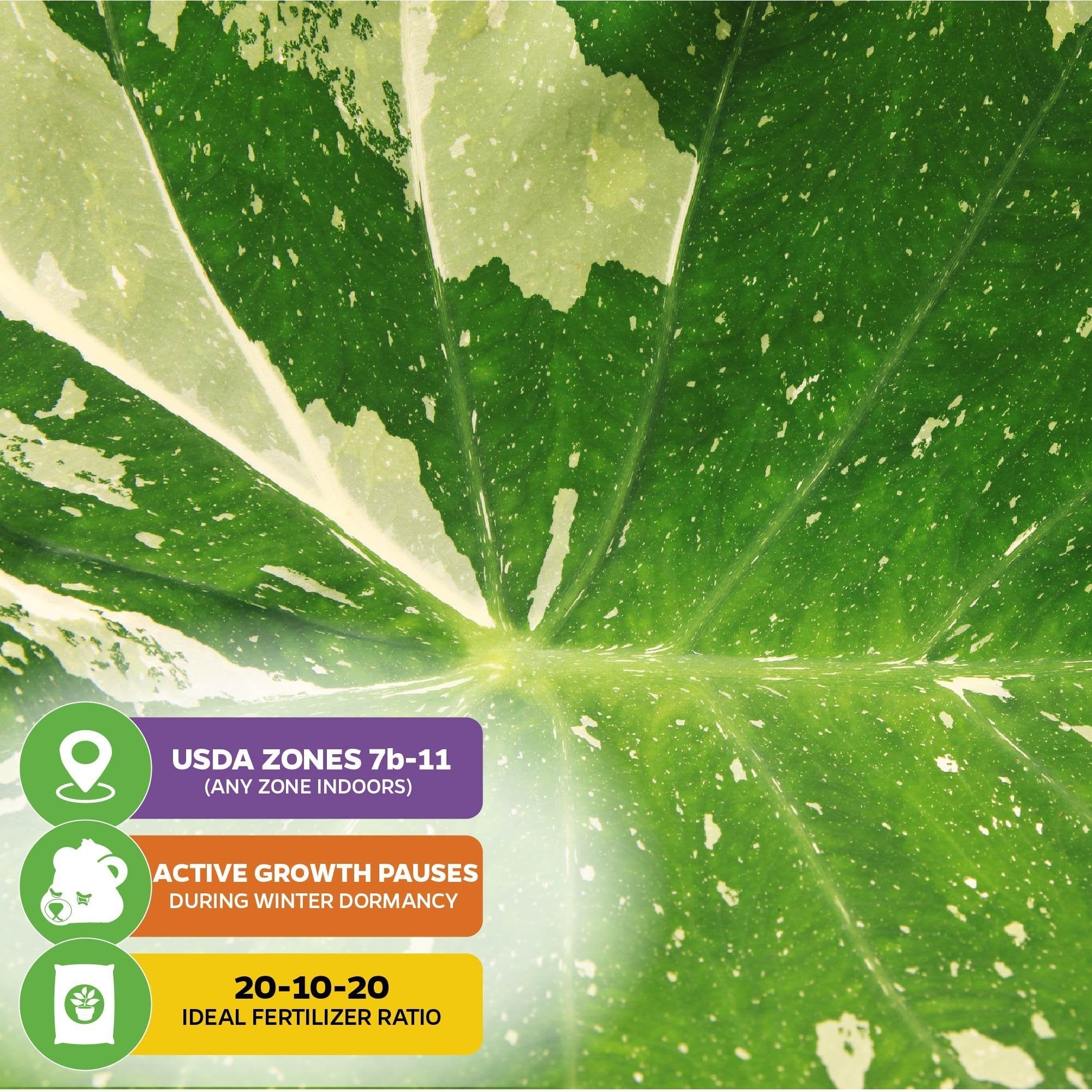 Close-up of a Wellspring Gardens Elepaio Elephant Ear Milky Way (Colocasia esculenta) leaf with Milky Way-like variegation. Icons show: USDA zones 7b–11, winter dormancy, and recommended 20-10-20 fertilizer ratio.