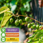 A branch of Prolific Hardy Kiwi (Actinidia arguta) from Wellspring Gardens, with small unripe berries and green leaves, hangs outdoors. Info: USDA Zones 4-8, winter growth pause, use 20-6-9 fertilizer.