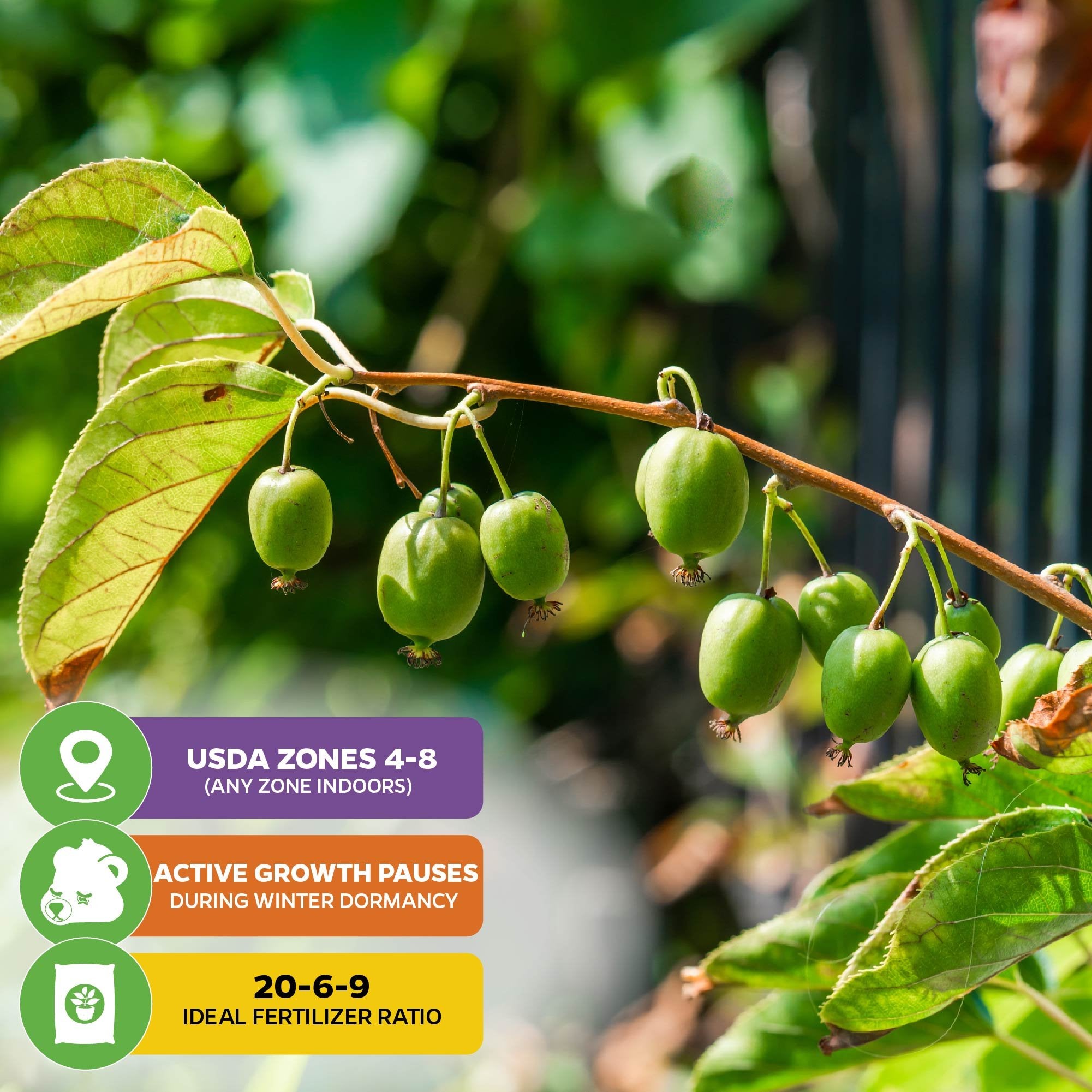 A branch of Prolific Hardy Kiwi (Actinidia arguta) from Wellspring Gardens, with small unripe berries and green leaves, hangs outdoors. Info: USDA Zones 4-8, winter growth pause, use 20-6-9 fertilizer.