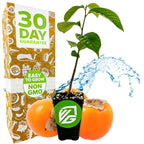 A Wellspring Gardens Common Persimmon (Diospyros virginiana) plant in a black pot with green logo sits before two edible orange fruits and a splash of water. Behind them is a box stating "30 Day Guarantee" and "Easy to Grow NON GMO.