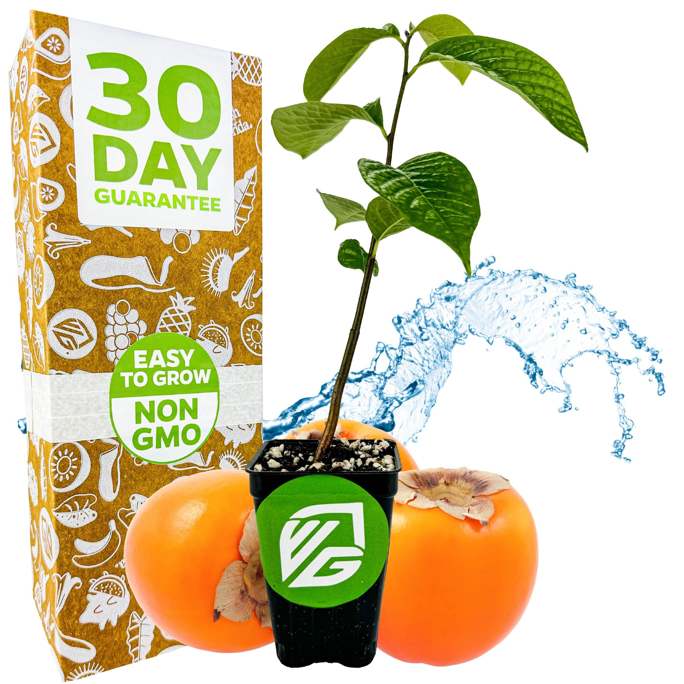 A Wellspring Gardens Common Persimmon (Diospyros virginiana) plant in a black pot with green logo sits before two edible orange fruits and a splash of water. Behind them is a box stating "30 Day Guarantee" and "Easy to Grow NON GMO.