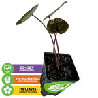 The Wellspring Gardens Black Sapphire Gecko Elephant Ear (Colocasia) comes potted with three maroon stems and large green leaves. Enjoy a 30-day guarantee, 3–8-inch arrival height, and leaves that deepen in color with age.