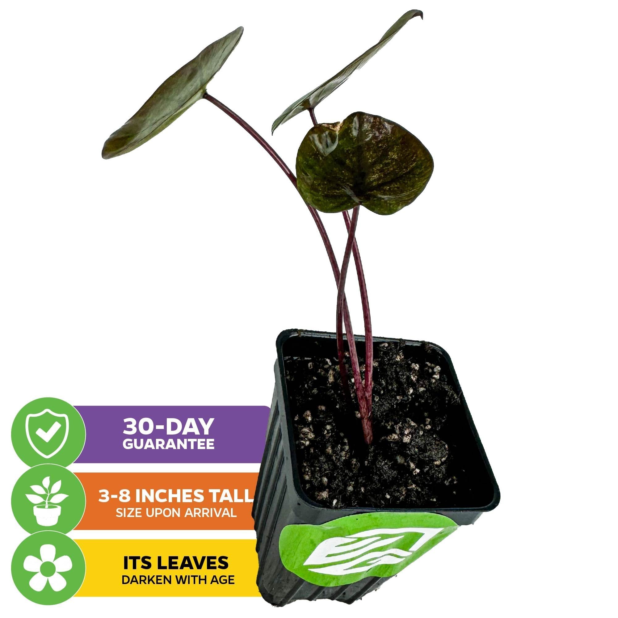 The Wellspring Gardens Black Sapphire Gecko Elephant Ear (Colocasia) comes potted with three maroon stems and large green leaves. Enjoy a 30-day guarantee, 3–8-inch arrival height, and leaves that deepen in color with age.