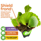The Elephant Staghorn Fern (Platycerium elephantotis) by Wellspring Gardens has a brown shield frond for protection and green leaves. Needs weekly watering, grows 2-3 ft, thrives indoors or outdoors in full or part shade.