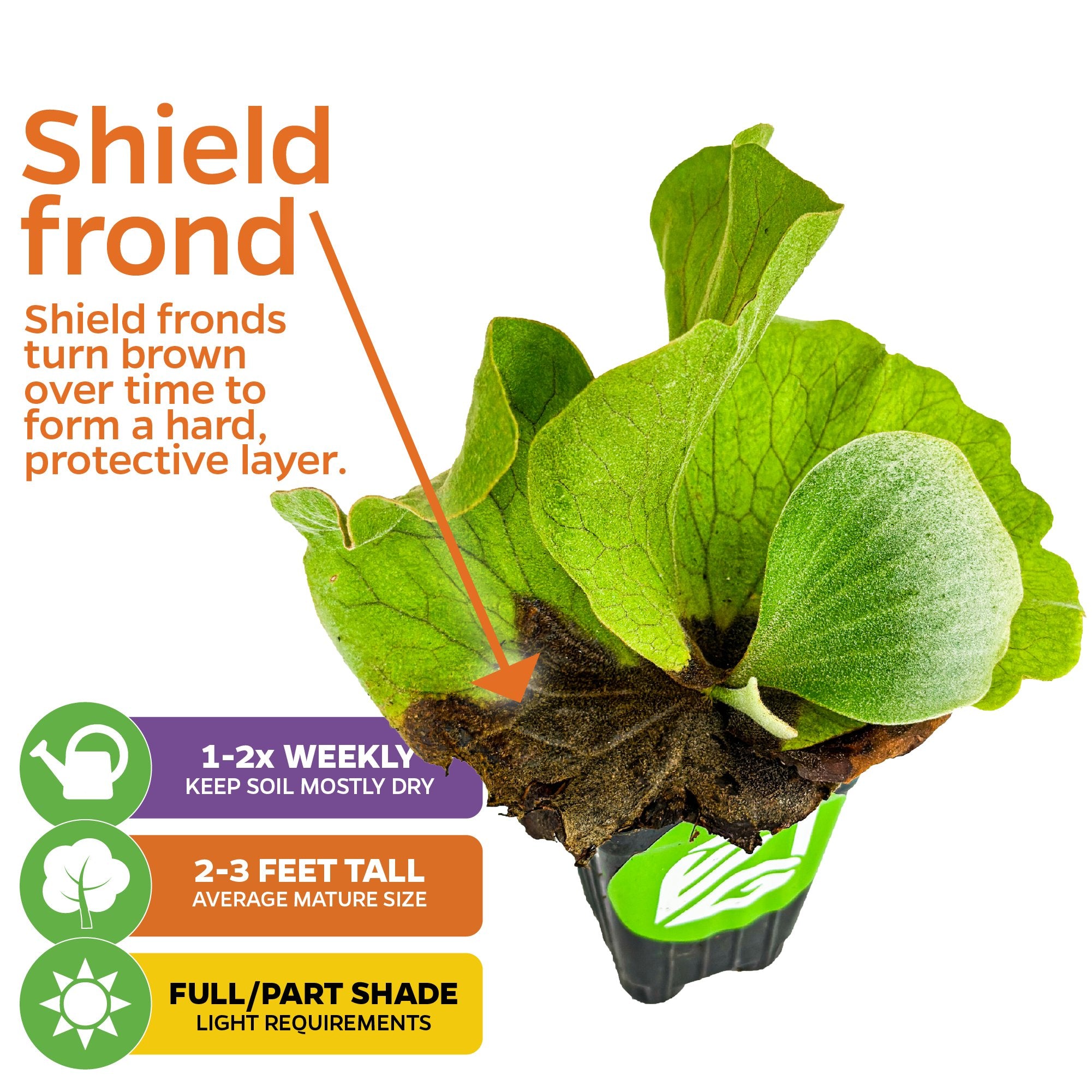 The Elephant Staghorn Fern (Platycerium elephantotis) by Wellspring Gardens has a brown shield frond for protection and green leaves. Needs weekly watering, grows 2-3 ft, thrives indoors or outdoors in full or part shade.