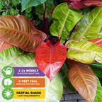 The Wellspring Gardens Philodendron Prince of Orange features vibrant red, green, yellow, and orange leaves. Icons show care tips: water 1–2 times weekly, grows up to 2 ft tall, and thrives in partial shade.