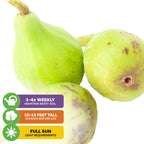 Three green Ischia Fig Tree fruits from Wellspring Gardens are shown. Care icons: water 3–4 times/week, grows 10–15 ft tall, self-pollinating, and thrives in full sun.