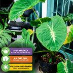 A Nancyana Elephant Ear (Nancy's Revenge) by Wellspring Gardens, with striking green and cream leaves, sits on a patio. Care icons: water 5-6x weekly, grows 6-8 ft tall, and thrives in full sun to 80% shade.