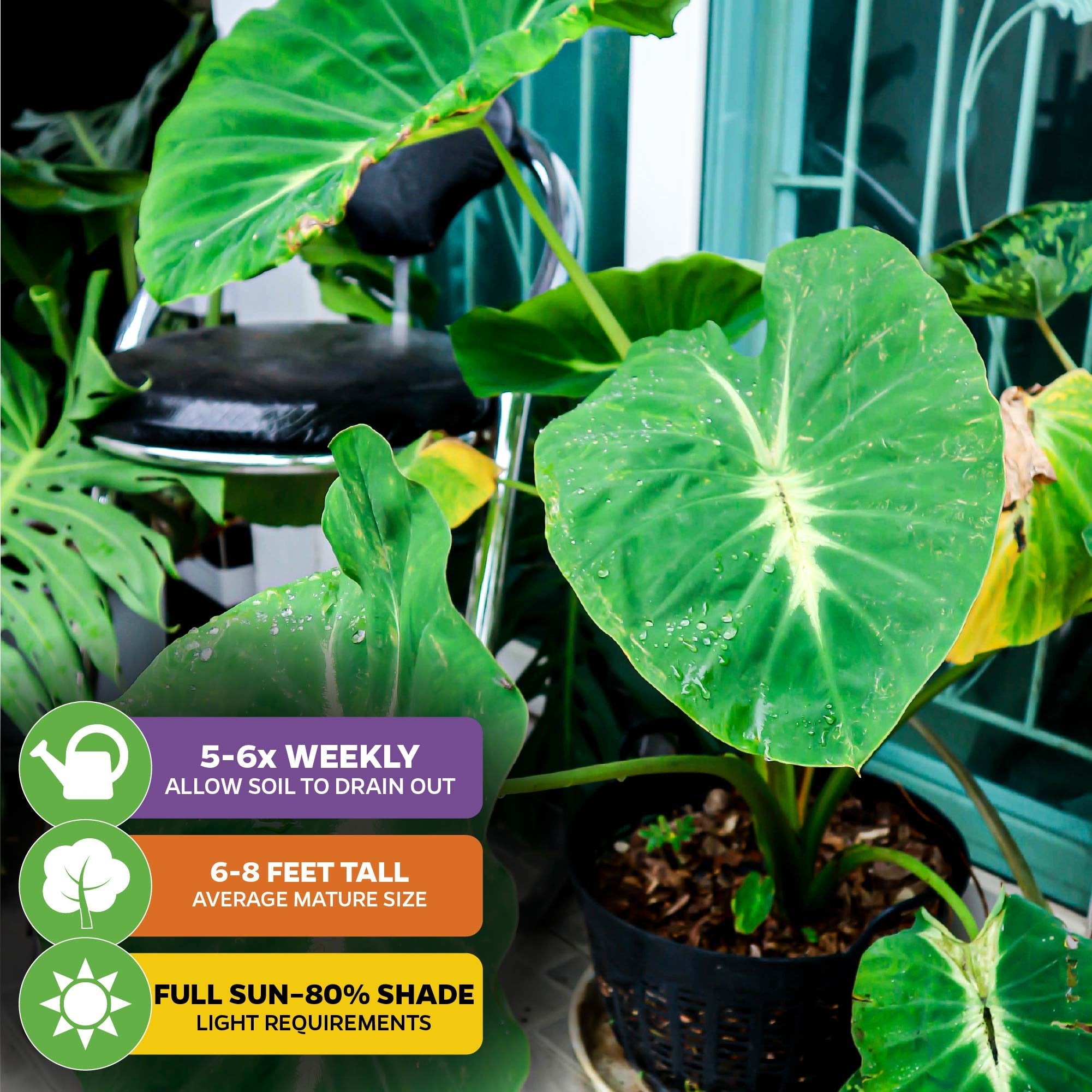 A Nancyana Elephant Ear (Nancy's Revenge) by Wellspring Gardens, with striking green and cream leaves, sits on a patio. Care icons: water 5-6x weekly, grows 6-8 ft tall, and thrives in full sun to 80% shade.