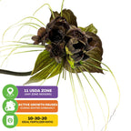 The Black Bat Flower Plant (Tacca chantrieri) by Wellspring Gardens features dark petals and long green tendrils. Grows in USDA zone 11, pauses growth in winter, prefers 10-30-20 fertilizer, and thrives as an indoor plant.