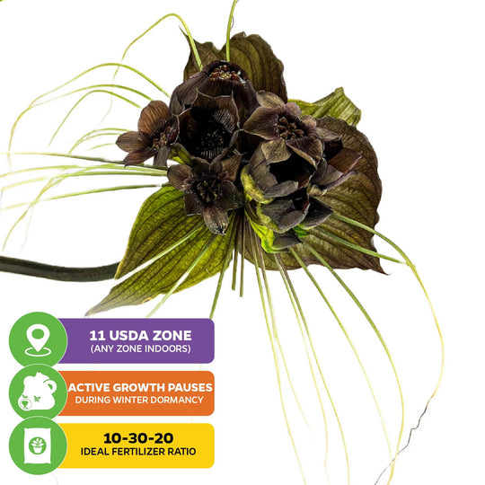 Black Bat Flower Plant - Tacca chantrieri