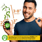 A smiling man holds a Wellspring Gardens Sirenevyi Pomegranate (Punica granatum) plant, 3-8" tall in a 2" pot. Text notes size varies by season and growth time; ideal for growing pomegranate in containers.