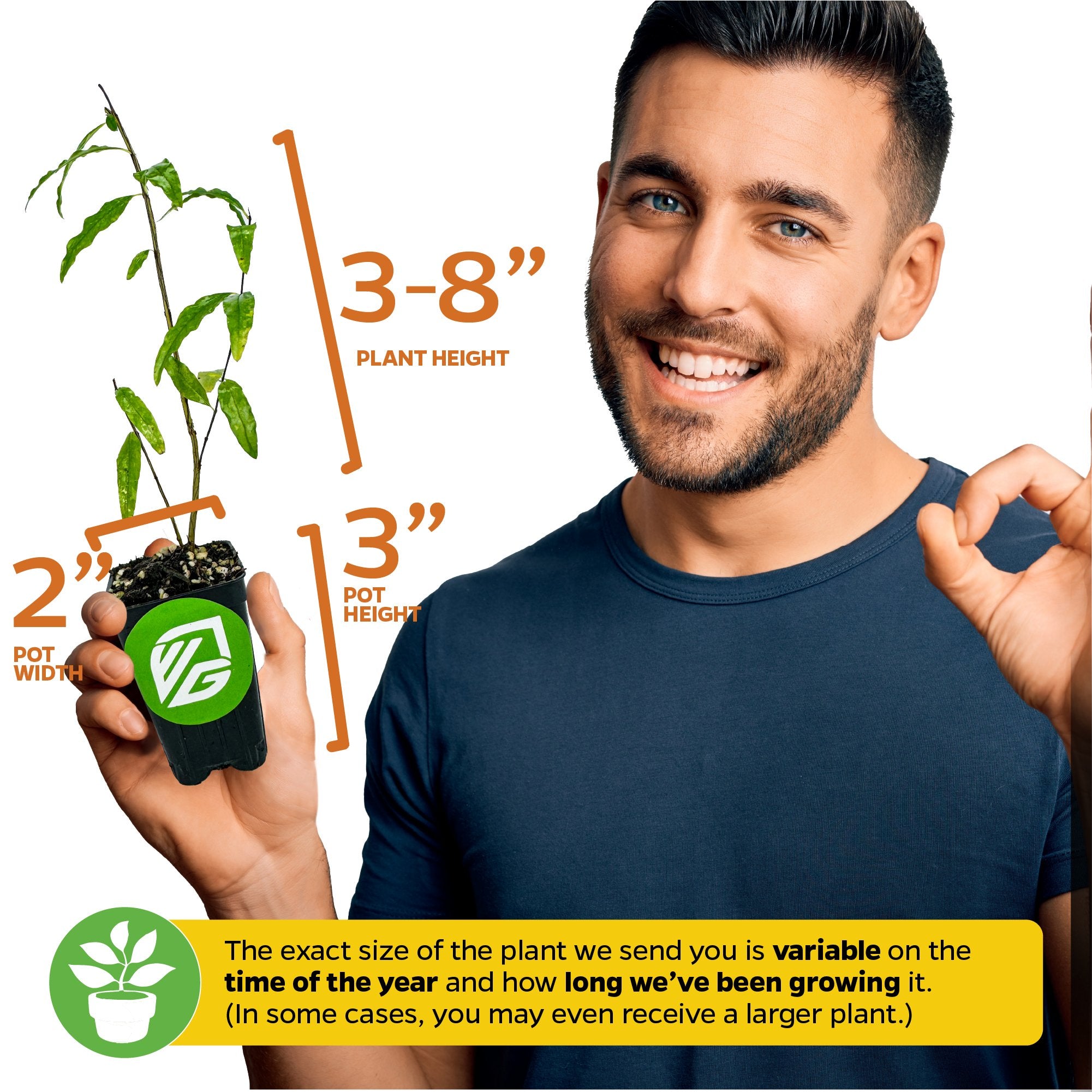 A smiling man holds a Wellspring Gardens Sirenevyi Pomegranate (Punica granatum) plant, 3-8" tall in a 2" pot. Text notes size varies by season and growth time; ideal for growing pomegranate in containers.