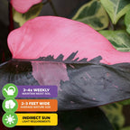 A close-up of Wellspring Gardens’ Pink Princess Philodendron (Philodendron erubescens) leaf displays its variegated foliage, with icons showing: water 3–4 times weekly, mature width 2–3 feet, and needs indirect sunlight. Pink and green leaves in background.