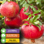 Close-up of ripe Wellspring Gardens’ Afganski Russian Pomegranate (Punica granatum) on the tree. Water 1–2 times weekly; grows 12–15 ft tall; ideal for containers and full sun in the Southeastern U.S.