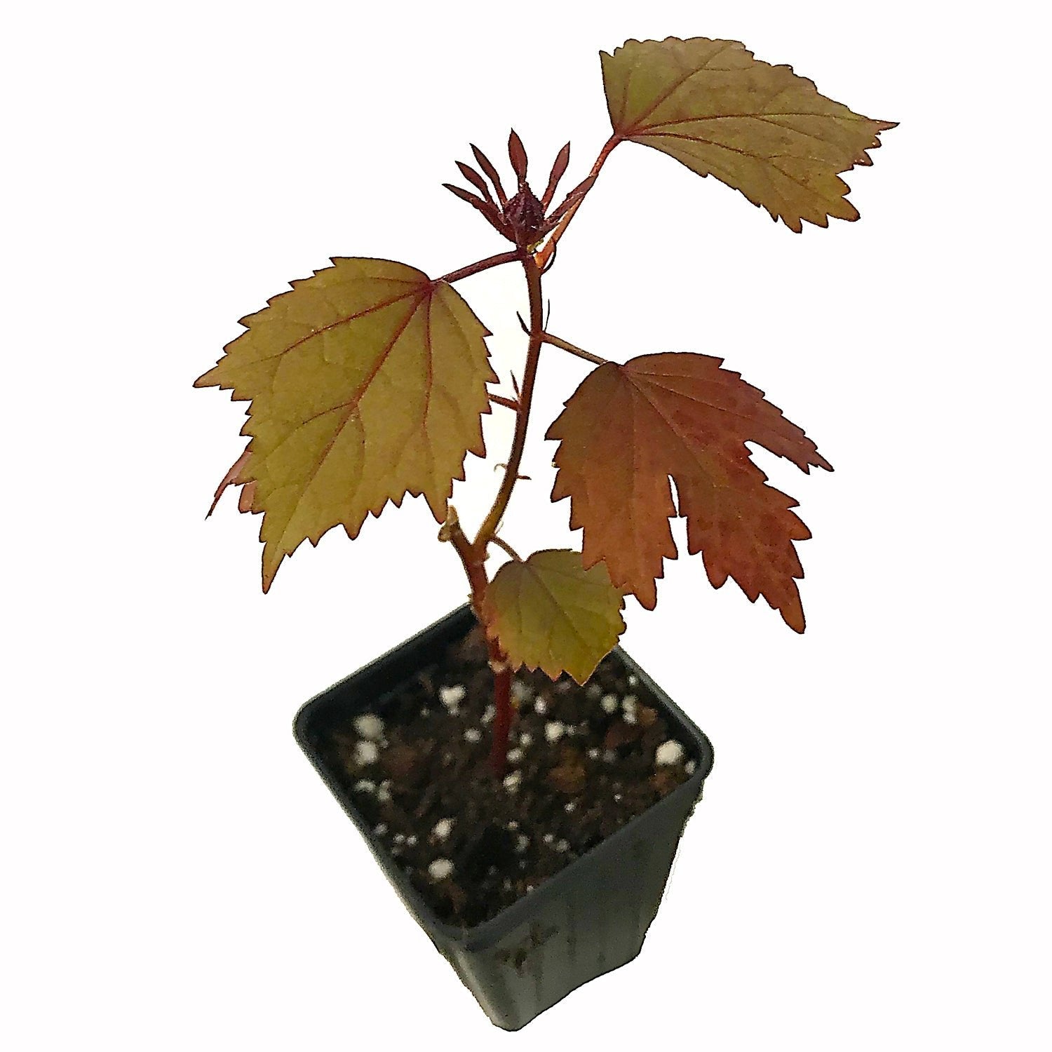 A Cranberry Hibiscus (Hibiscus acetosella) from Wellspring Gardens features serrated, reddish-brown leaves and grows upright in a black plastic pot with visible soil.