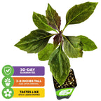 A green potted Okinawa Spinach (Gynura crepioides) from Wellspring Gardens with broad leaves, edible as groundcover. Icons: 30-DAY GUARANTEE, 3-8" tall upon arrival, and a spicy lemon pepper flavor.