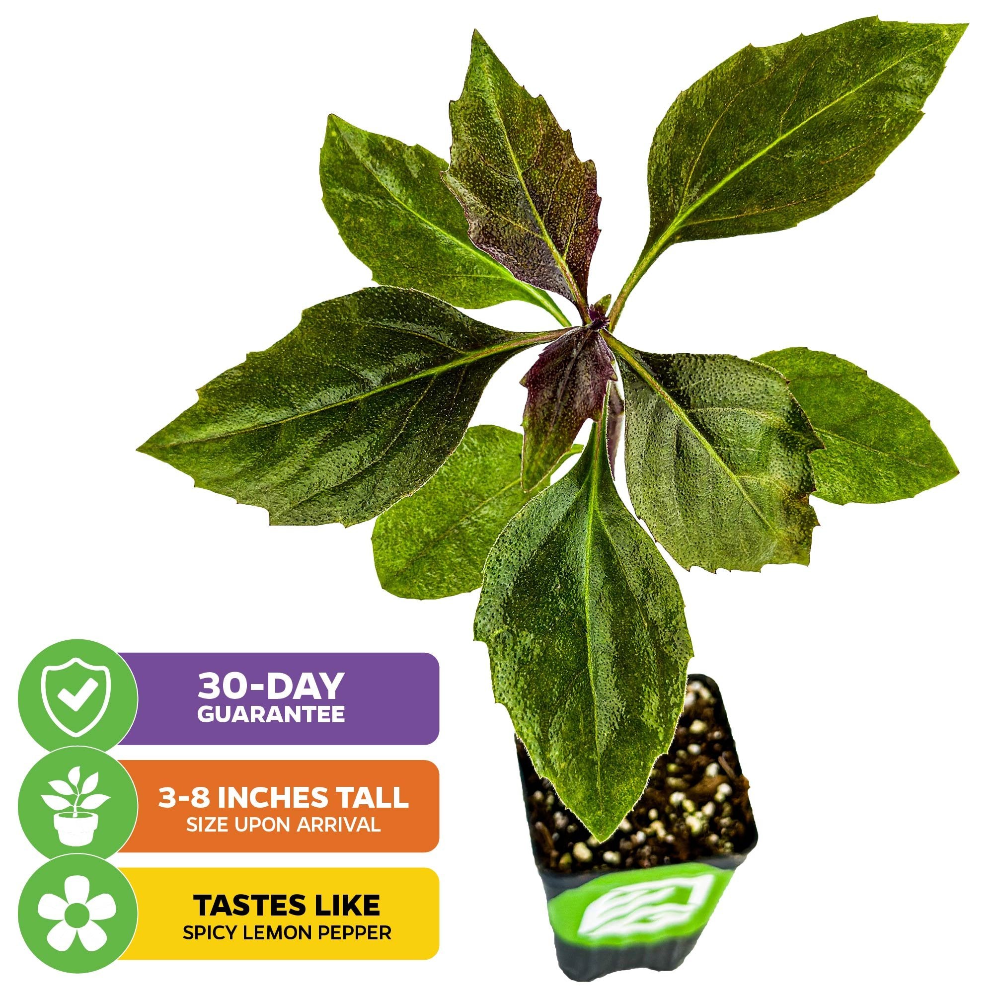 A green potted Okinawa Spinach (Gynura crepioides) from Wellspring Gardens with broad leaves, edible as groundcover. Icons: 30-DAY GUARANTEE, 3-8" tall upon arrival, and a spicy lemon pepper flavor.