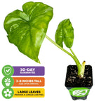 The Wellspring Gardens Borneo King Elephant Ear - Alocasia arrives 3-8" tall with two lush leaves, adding a jungle vibe to any home—even northern ones. Includes a 30-day guarantee for peace of mind.