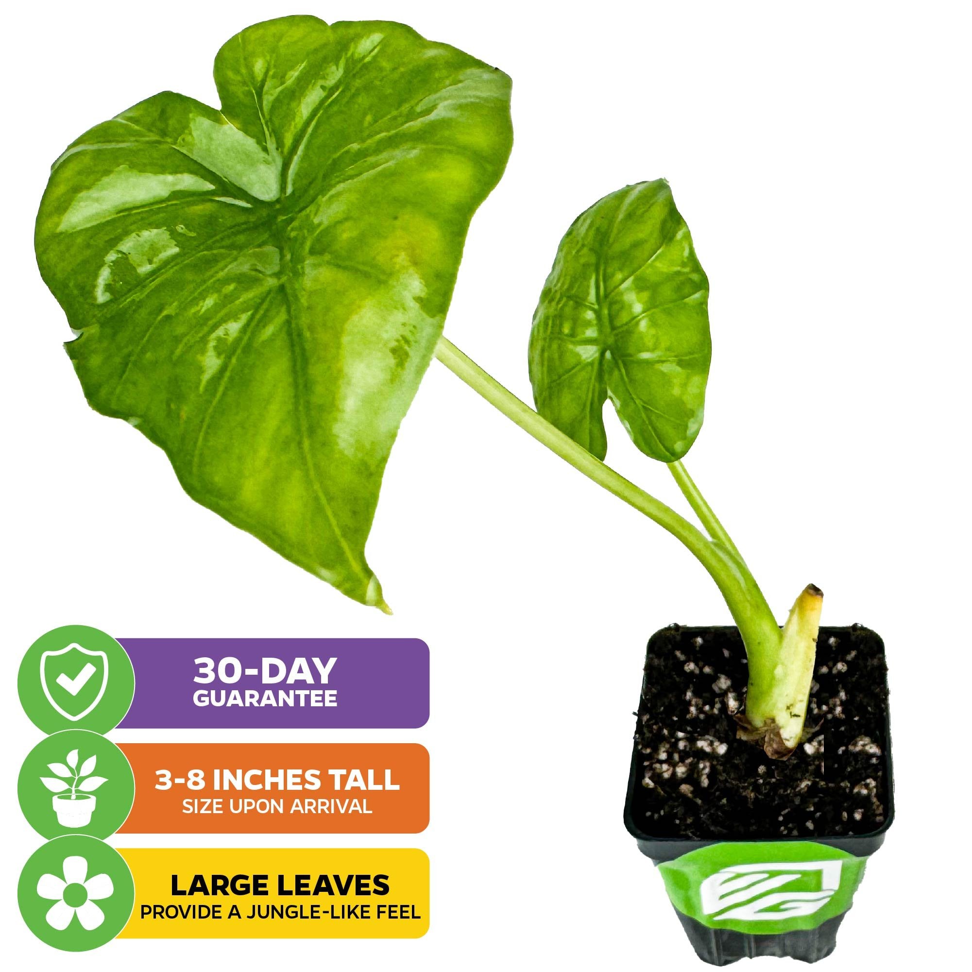 The Wellspring Gardens Borneo King Elephant Ear - Alocasia arrives 3-8" tall with two lush leaves, adding a jungle vibe to any home—even northern ones. Includes a 30-day guarantee for peace of mind.