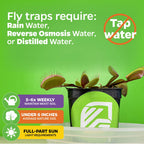 A Wellspring Gardens Akai Ryu Venus Fly Trap (Red Dragon) Carnivorous Plant (Dionaea muscipula) in a black pot sits on a tray. Use rain, RO, or distilled water (no tap), water 5-6 times/week, keep under 6", and give full to part sun.