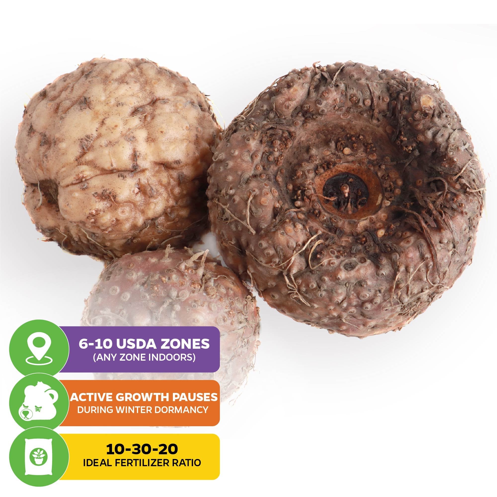 Three brown, rough-textured tubers—Voodoo Lily (Amorphophallus konjac) by Wellspring Gardens—are shown. Icons note they grow in USDA zones 6–10 indoors, have winter dormancy, and prefer a 10-30-20 fertilizer ratio.