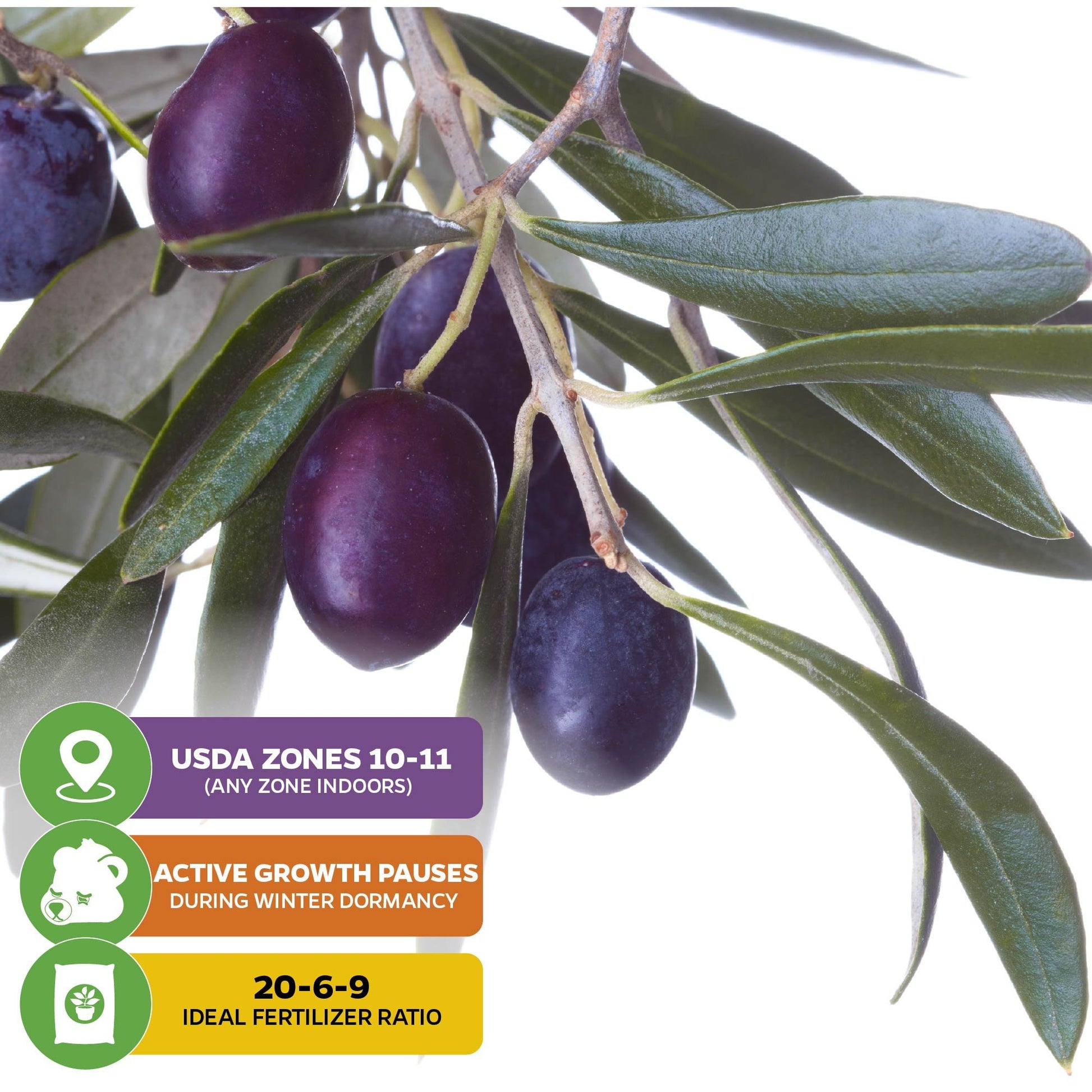 Chemlali Olive Tree - Olea europaea