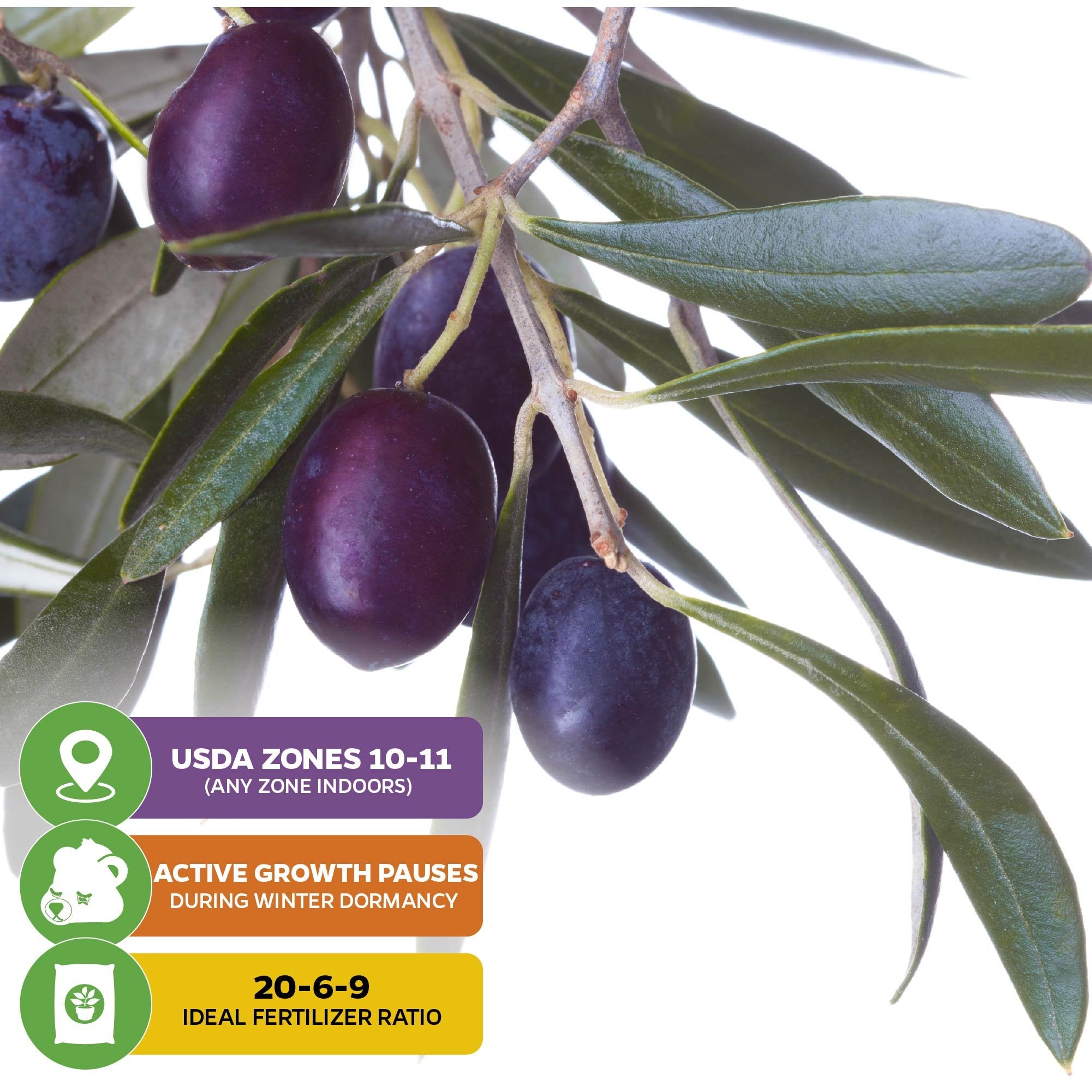 A close-up of dark purple Chemlali Olive Tree (Olea europaea) by Wellspring Gardens, with USDA zones 10-11, winter dormancy, self-pollinating traits, and a recommended 20-6-9 fertilizer shown in graphics amidst green leaves.