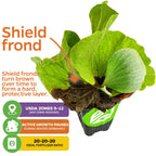 The Wellspring Gardens Staghorn Fern Netherlands Elkhorn (Platycerium bifurcatum), suited for USDA zones 9-12, shows a browning shield frond—its protective layer. Use 20-20-20 fertilizer. Winter dormancy slows its indoor growth.