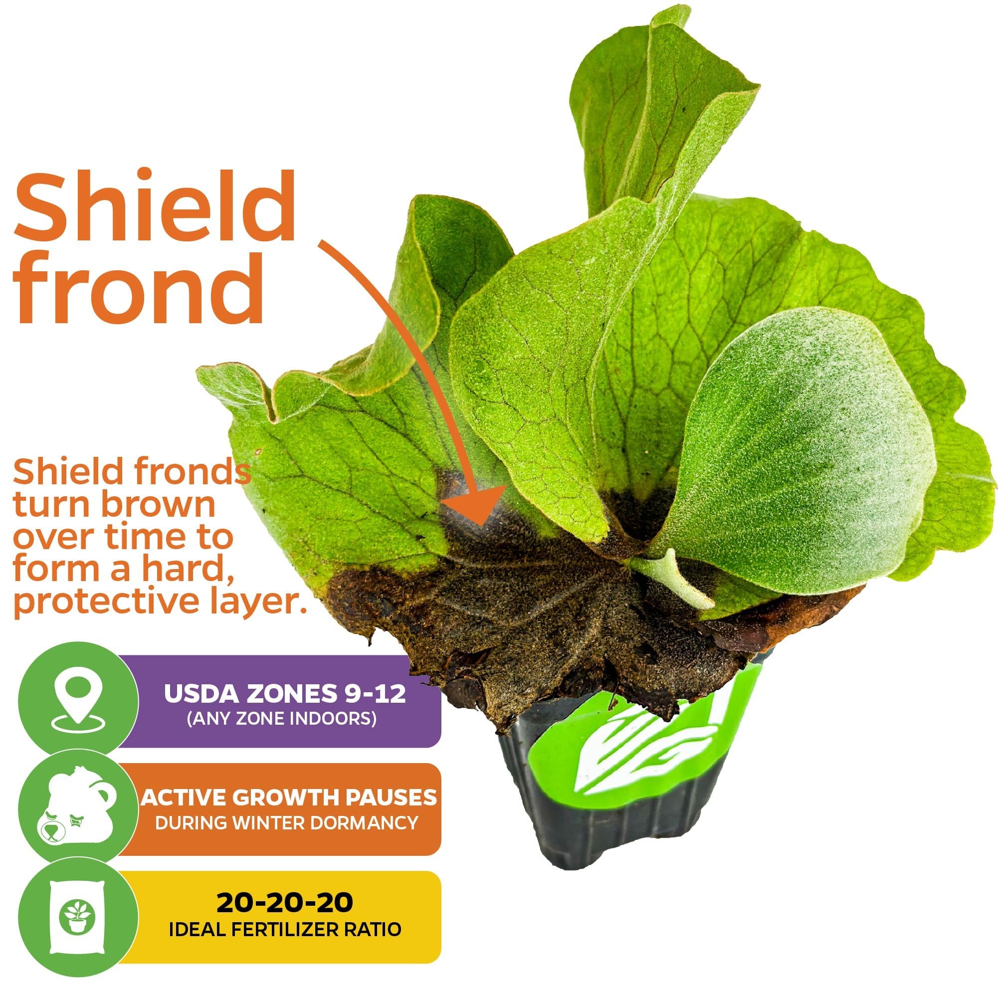The Wellspring Gardens Staghorn Fern Netherlands Elkhorn (Platycerium bifurcatum), suited for USDA zones 9-12, shows a browning shield frond—its protective layer. Use 20-20-20 fertilizer. Winter dormancy slows its indoor growth.